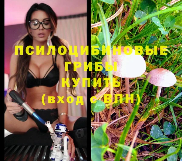 PSILOCYBIN Новодвинск